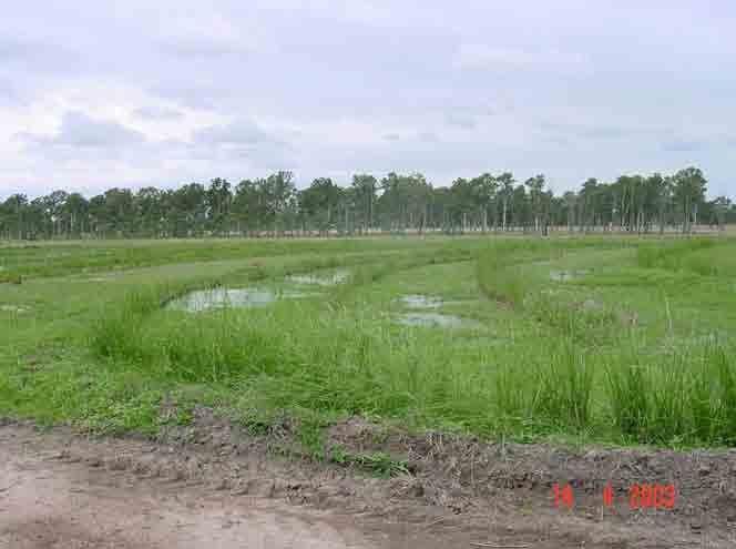 Semi Wetland: Wet and