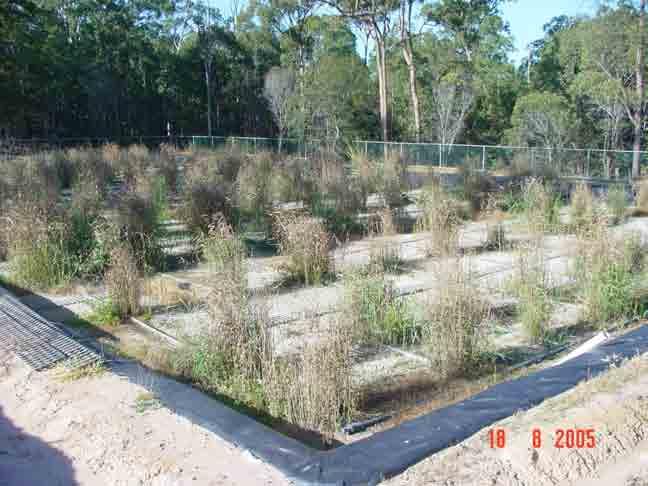 Soil Based Reed Bed