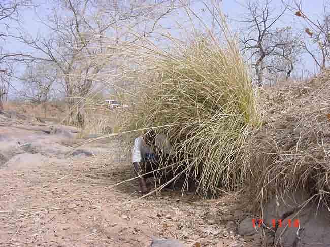 Vetiveria nigritana in Mali,