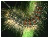 diminishing due to climate change. Because gypsy moths mate and reproduce, they need both warm and cold climates.