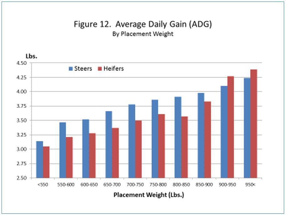 Average gain by placement weight for steers varies between 745 pounds for placement under 550 pounds to 548 pounds of gain for steers placed over 950 pounds (figure 10).