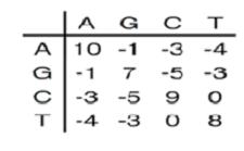 similarity scores in the aligned Fig 7.8 Dot-plot graph for the Global Sequence Alignment The above procedure is followed for both protein and nucleotide sequence alignment. 8.