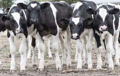 2. Make more dairy heifer calves than needed?