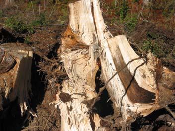 Stumpage price of logs 44-53 /m³ (birch, spruce & pine). Minimum top diameter 15 cm.