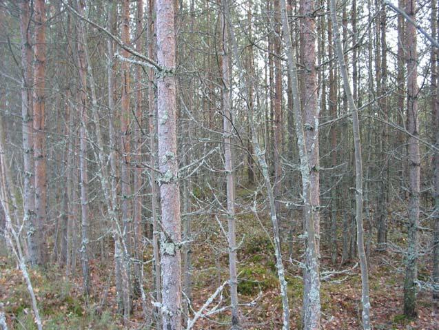 of harvesting of industrial roundwood + Young forests is the largest unutilized source of forest energy. Annual potential depending on stand selection criterias 8.4 1.