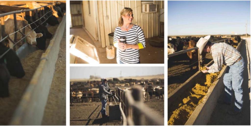 Feedlots: Why North