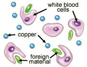 Once copper is taken up into the liver, it is either stored, distributed around the body in transport proteins or excreted into the bile.