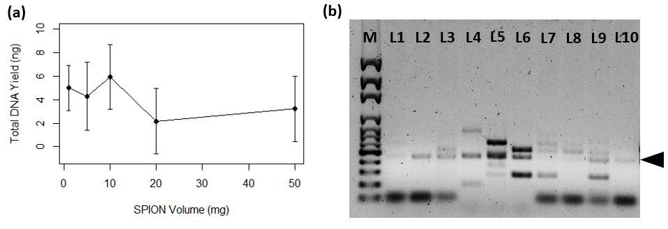 Figure 1. (a) Addition of increasing amounts of SPION up to 10 mg resulted in an increase in DNA yield. There was a marked decrease in DNA yield after 10 mg.
