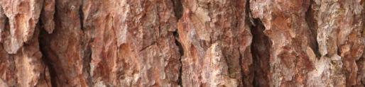 The bark of the Scots pine varies: young bark on small
