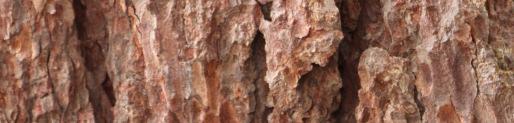 The mature bark can vary from grey to reddish-brown and