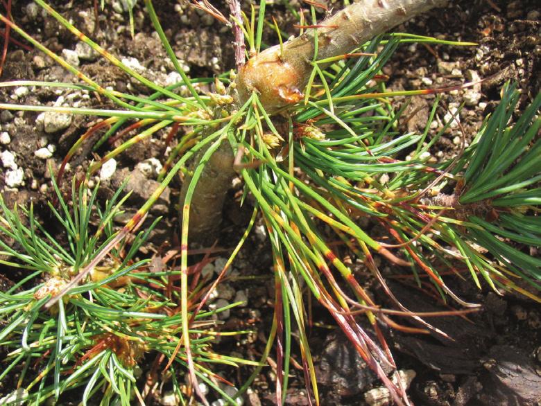 Figure 4 Limber pine seedling 1 year after