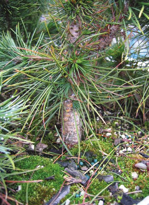 Figure 5 Limber pine with aecia 3 years after inoculation. Figure 6 Bristlecone pine 3 years after inoculation with aecia on the stem. resistance has not been confirmed in bristlecone pine.