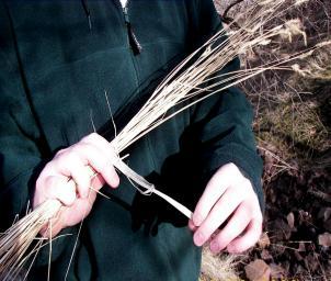 How to measure 50% of the plants each year? 5. Tie the bundle of seed heads and leaves together with a leaf or string 6.