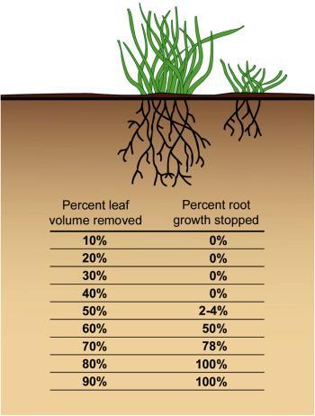 If 50% of the leaves are removed, only a small amount of the root growth is