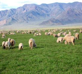 To get the best production of hillside grass: 1. Delay initial grazing of the grass plants until June. 2.