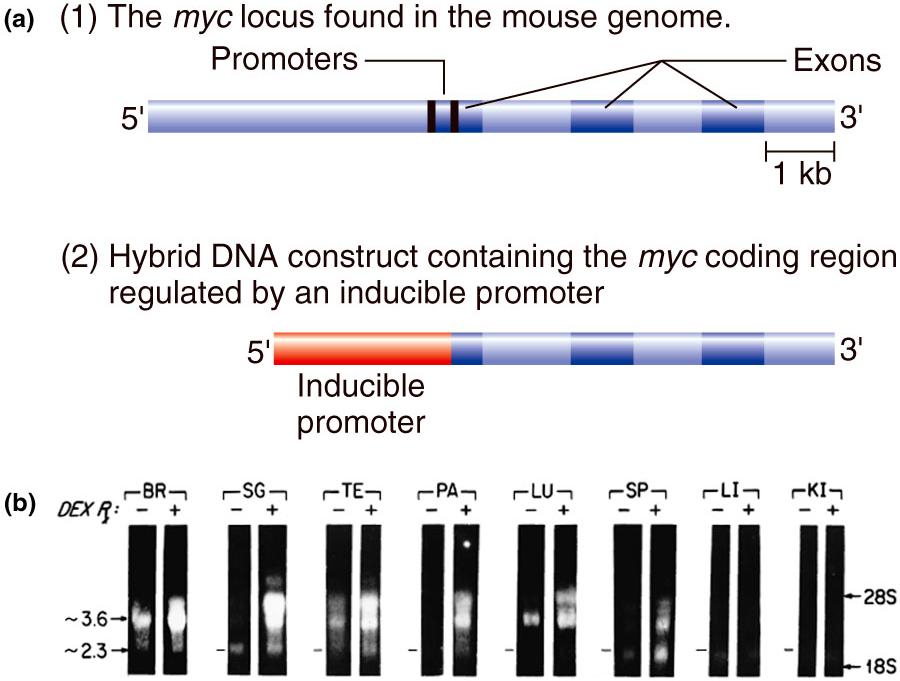 Using transgenic technology (3) mis-express genes Transgenic expression