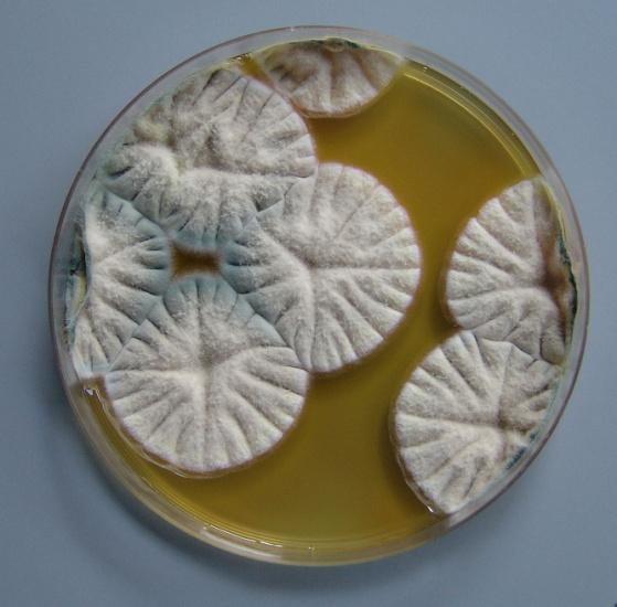 of surfaces and plating on growth agar