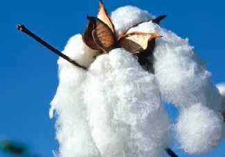 USA CAC forecasts lowest 2013-14 cotton output in four years During the 2013-14 seasons, world cotton production is projected at 25.