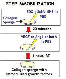 A B Figure 1: Experimental details. (A) Experimental procedure for step immobilization of VEGF and Ang1 on collagen scaffolds.