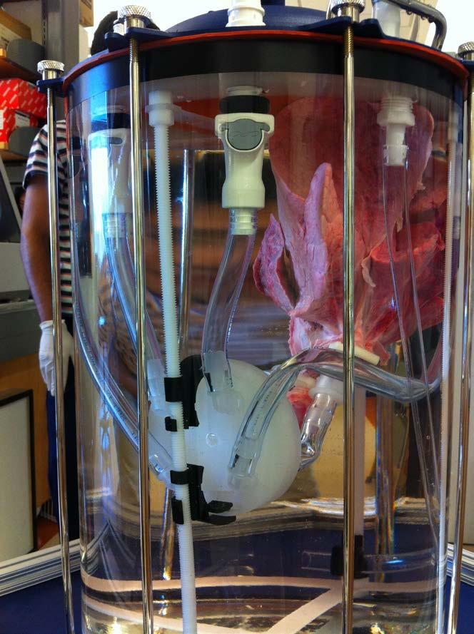 Bioreactor supports organ