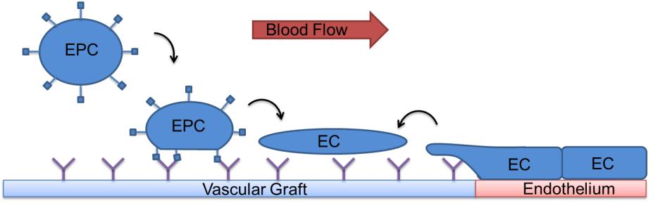Figure 2.1. Paradigms of endothelialization of vascular grafts. ECs migrate from neighboring tissues over the anastomosis, while EPCs respond to functionalized vascular graft surfaces.