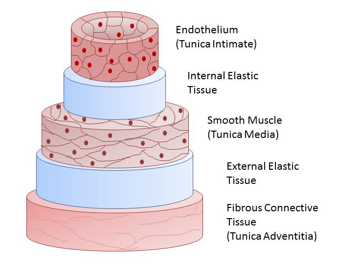 organized tissues that make up blood vessels, it is important to understand native blood vessel composition and biology in order to achieve success in blood vessel bioprinting. Figure 3.1.