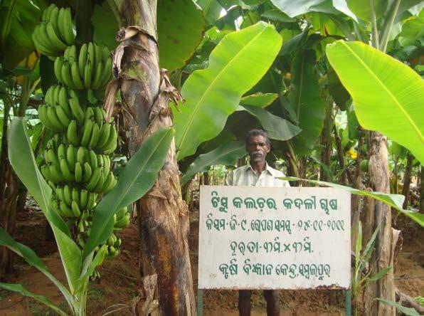 Assessment of nutrient management in tissue culture banana