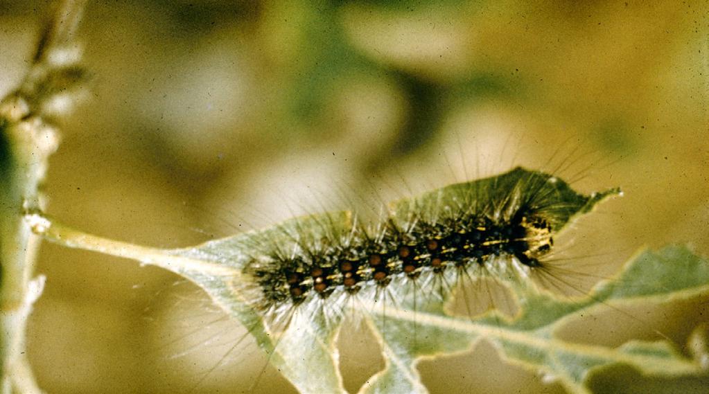 Net Volume of Growing Stock on Timberland by Species in Maryland, 2012 Forest Pest Issues Gypsy Moth The gypsy moth is the most serious threat to oak forests in the United States.