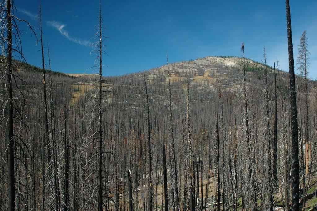 Climate-limited fire regimes: subalpine forest