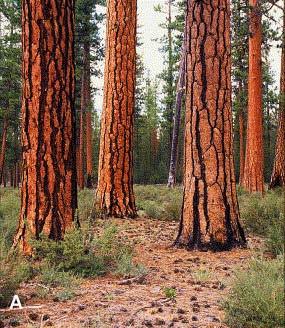 Fuels-limited fire regimes: ponderosa pine Hessburg, P.F., Agee, J.K.