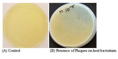 colonies. Typhi strain of Salmonella had confirmed by positive results of methyl red test.