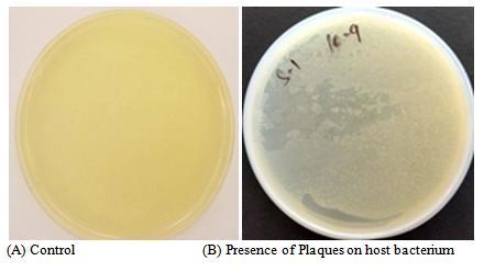 Bacteriophages observed in the form of plaques in their respective host plates.