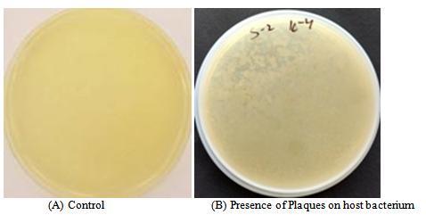Fig 1: Methicillin resistance Staphylococcus aureusshowing plaques formation at dilution10-5 Fig 2: