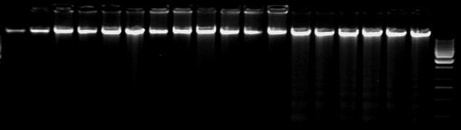 CRLVL16/05XP corrected version 2 Figure 1. Agarose gel electrophoresis of eighteen genomic DNA samples extracted from maize seeds.