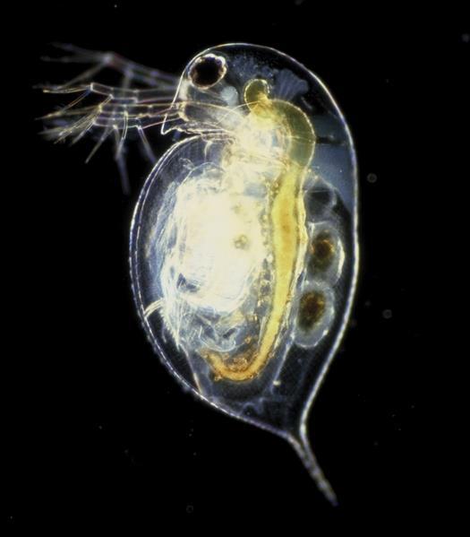 had reached record low numbers Simultaneous to this was a large increase in daphnia