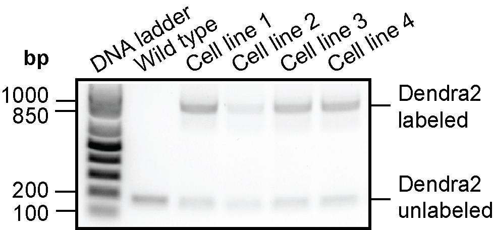 Supplementary Figure 3. PCR analysis confirms Dendra2 gene insertion PCR primers amplify ~180bp of endogenous Rpb1 gene around the target region.