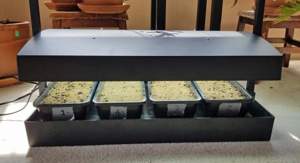 Materials and Methods: July 27, 2018: Seed: Four plots were constructed in trays of 14x5 inches and 2 ½ inches deep.