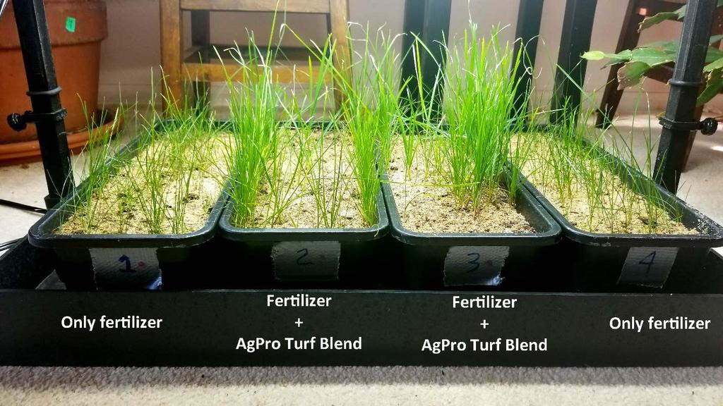 Evaluation: AgPro Turf Blend Under the time and conditions of this
