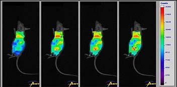 array readers FISH Pre-Clinical Imaging Small Animal -