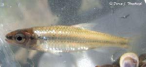 Sensitive fish species have increased in Sugar Creek Percent Relative Abundance