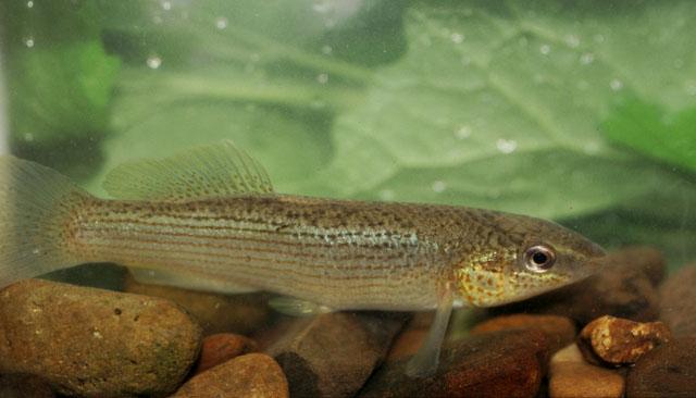 Sensitive fish species have increased in Sugar Creek 6 Abundance of the Northern Studfish at Sugar Creek, Indiana,