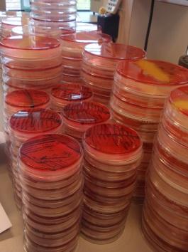 Changes in EN ISO 6579-1(IV) Plating-out and confirmation XLD agar is retained as mandatory first isolation medium Plating stage has been made less prescriptive: objective is to obtain well-isolated