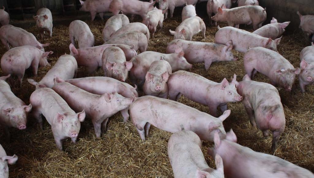 Pigs finished per sow per year As shown in Figure 6, the average number of pigs finished per sow in Great Britain again increased in 2017. At 24.09, performance was 0.87 pigs (4%) higher than in 2016.