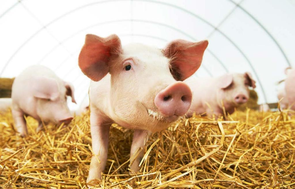 Key points The cost of pig meat production in Great Britain increased by 8% in 2017, to 1.37 per kg. The average cost of production in the EU was 1.