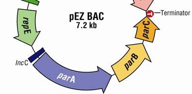 The sequences of the psmart BAC primers are as follows: BEZ F1: 5 CACTTTATGCTTCCGGCTCGTATG 3 BEZ-R1: 5 GGGATGTGCTGCAAGGCGATTAAG 3 pez BAC Cloning site BEZ-F1
