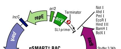 psmart and pez BAC Vectors The CopyRight psmart BAC cloning vector incorporates transcription-free cloning for the highest stability possible.