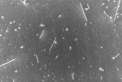 Whisker growth data for batch 8 samples 28 Control 8 20µm SEM image showing whisker growth on ALD coated