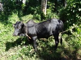 Example of cattle breeds in Mayotte Island