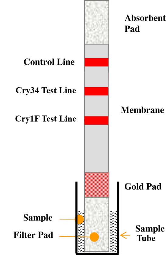 positive (2-lines) test strip