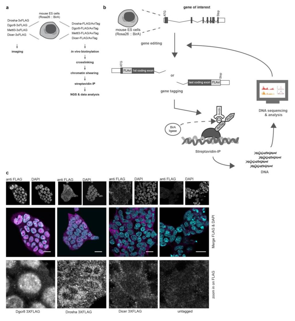 Supplementary Figure 1 Endogenous gene tagging to study subcellular localization and chromatin binding.